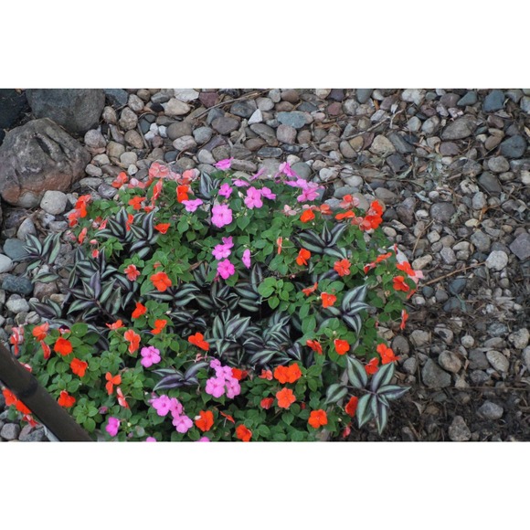 80-205mm F4.5 Osawa lens with Minolta Mount - Picture 9 of 9